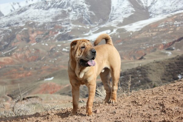 Perro Shar Pei en las montañas