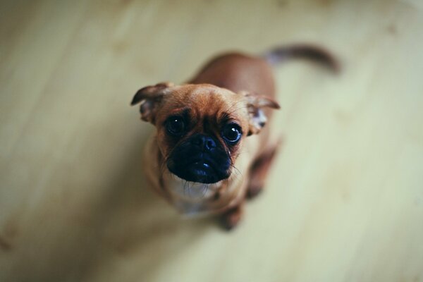 The dog looks up from below