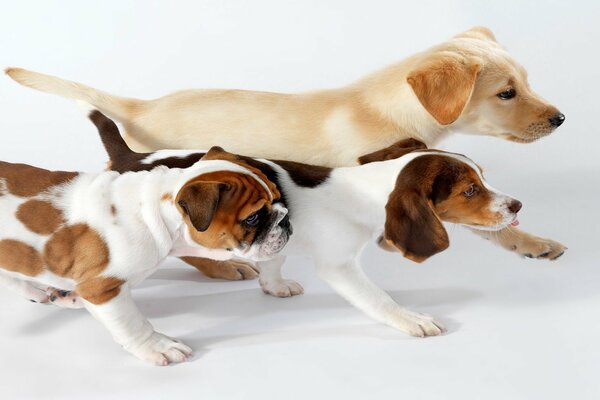 Tres perros corren con interés