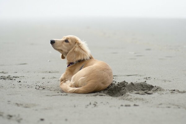 The dog is lying on the wet sand