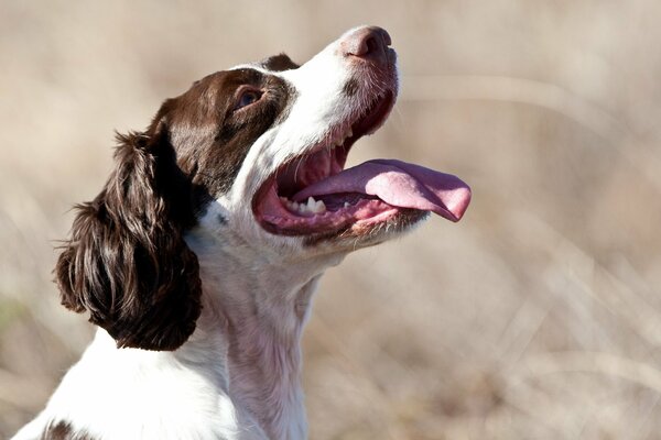 A joyful dog on a summer day in the field