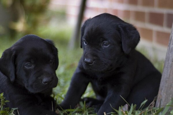 Happy dogs. labrador retriever puppies