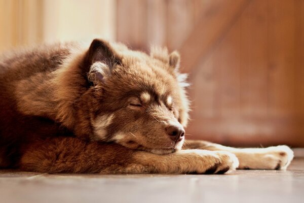 Domestic dog - cozy at home