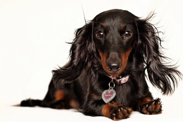 Hermoso negro y chamuscado Dachshund nambel fondo