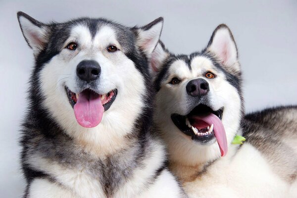 The dog s friends stuck out their tongues