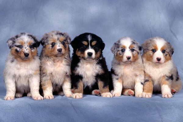 Five puppies on a blue background