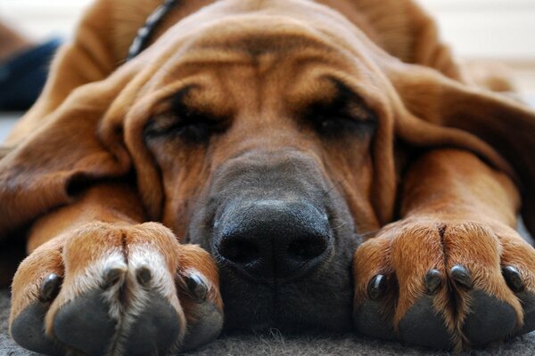 Chien endormi avec des pattes allongées