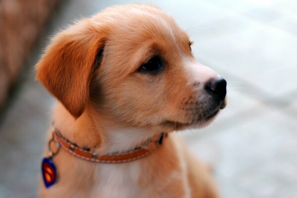 Red-haired little puppy looks away