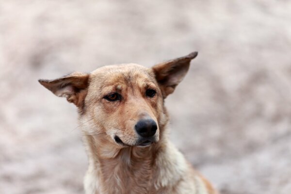 The dog s frowning, stern look