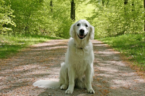 Golden Retriever uśmiecha się do wszystkich