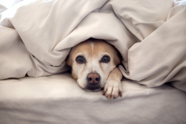 The dog looks out from under the blanket