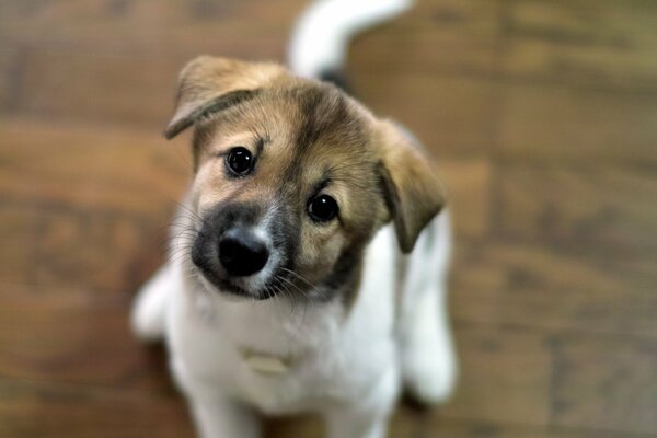 Chiot avec un regard affectueux