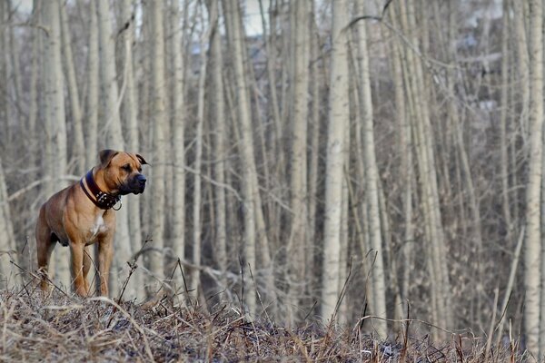 Hund auf einem Spaziergang im Wald. Der Frühling kommt bald