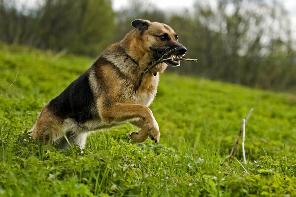 Perro corriendo por la hierba con un palo en los dientes