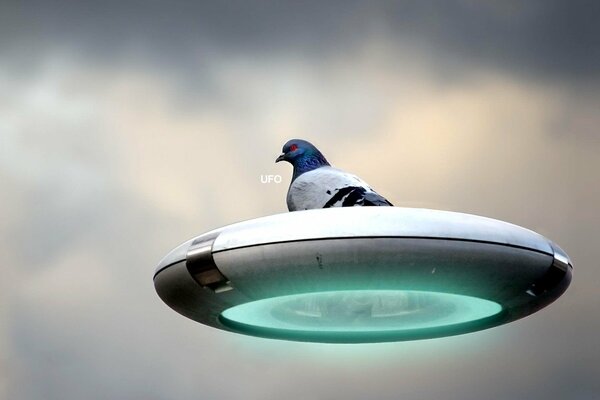 Strange photo of a pigeon on plates