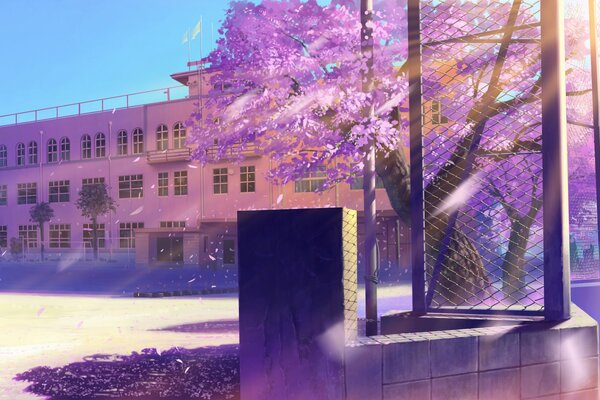 The school building in the sunlight near sakura