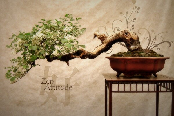 Árbol bonsai en Japón