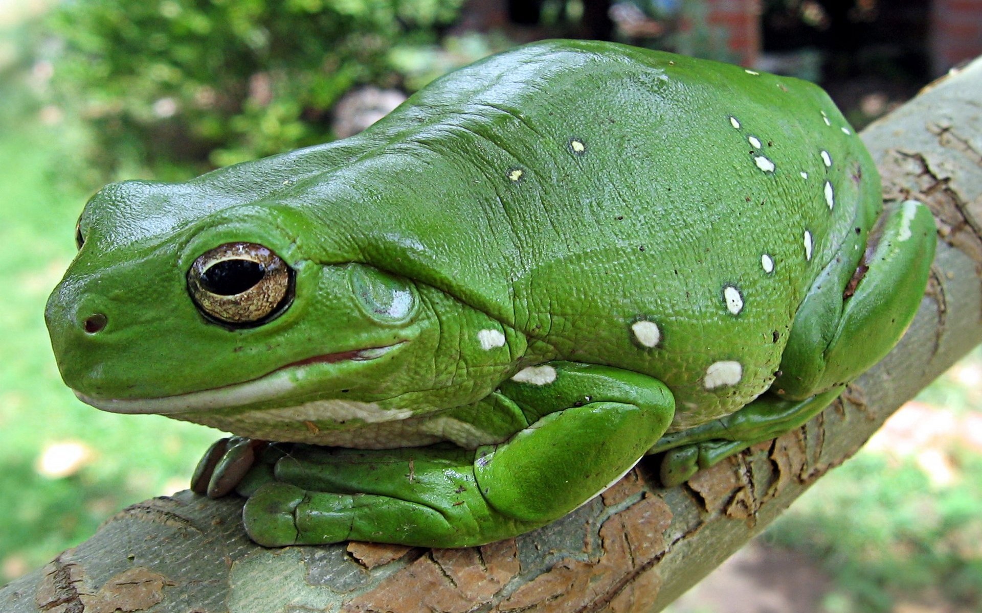 rana verde sapo