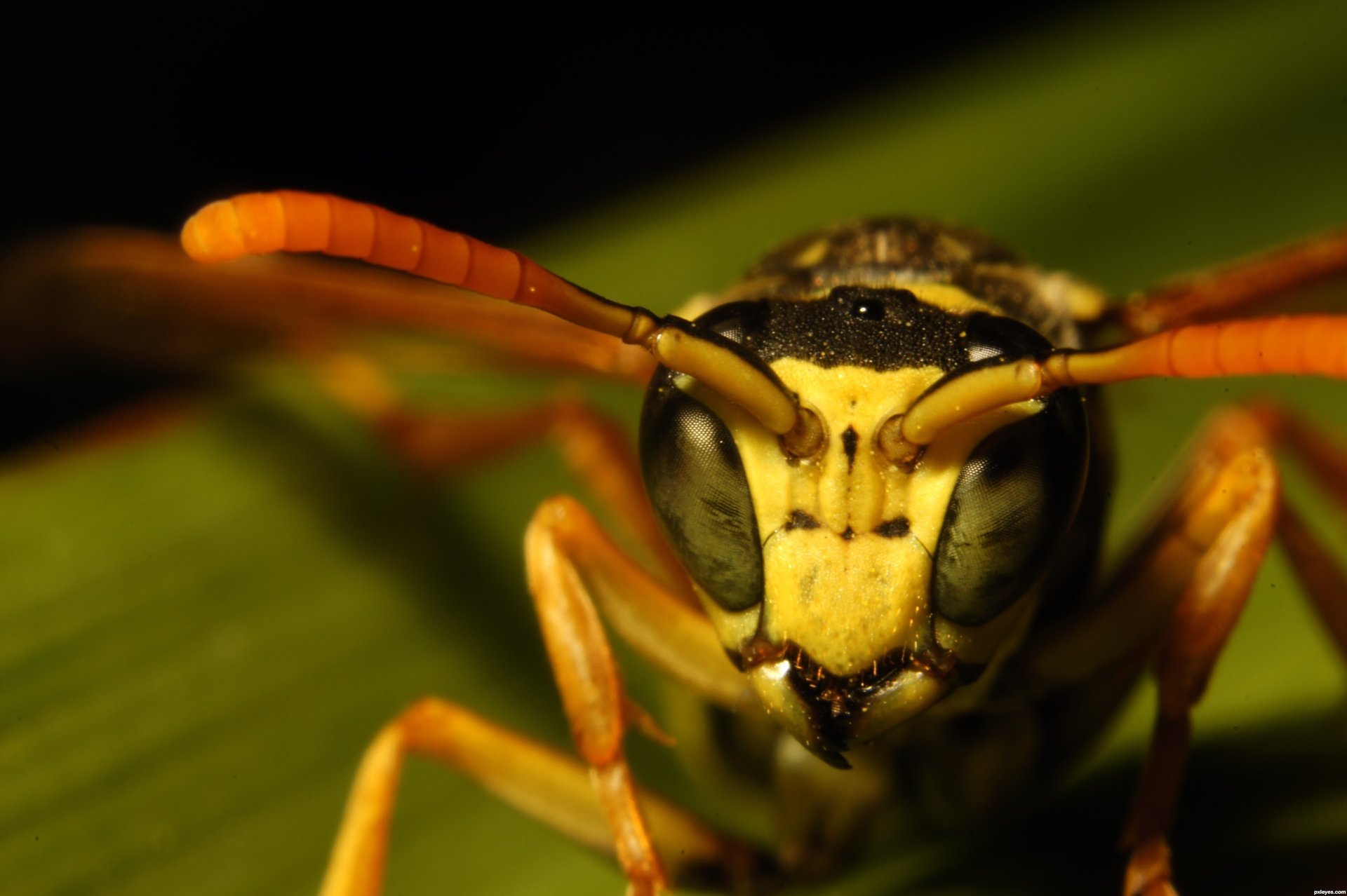 hornet insect head eyes facet macro