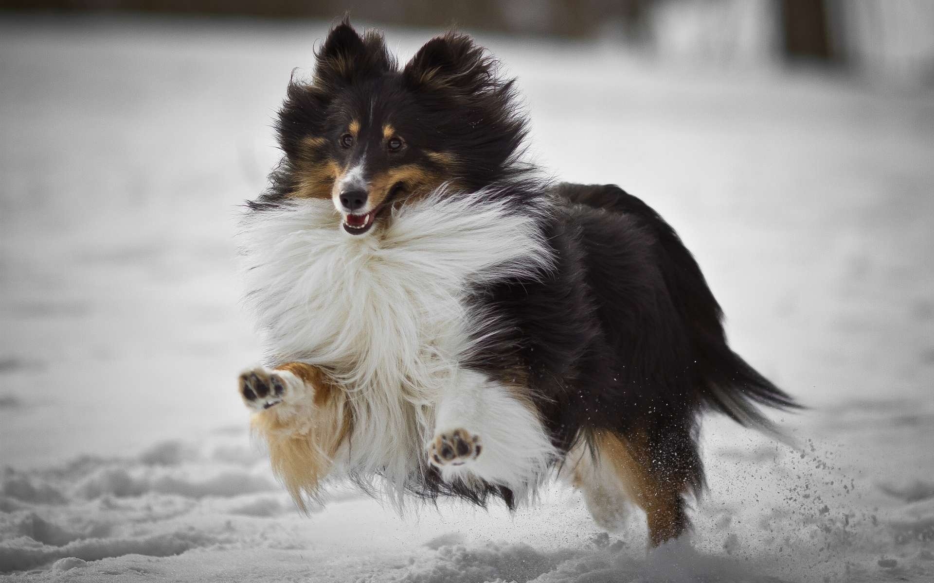 collie laufen schnee