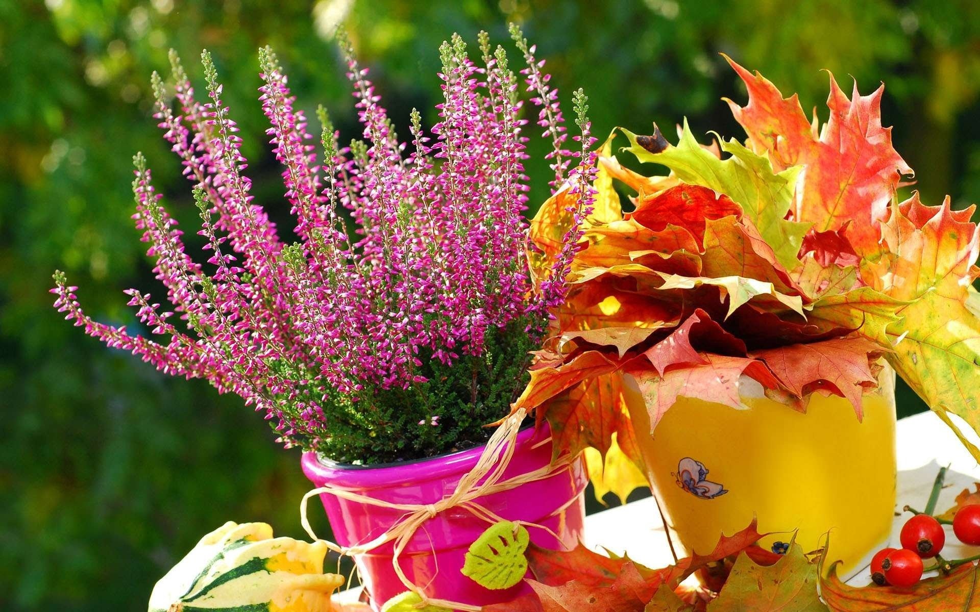 erika blume blätter herbst