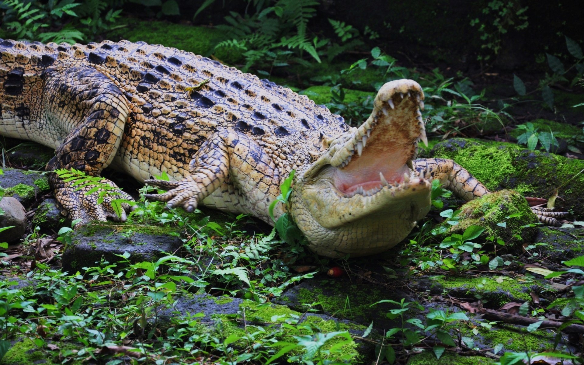 krokodil maul zähne