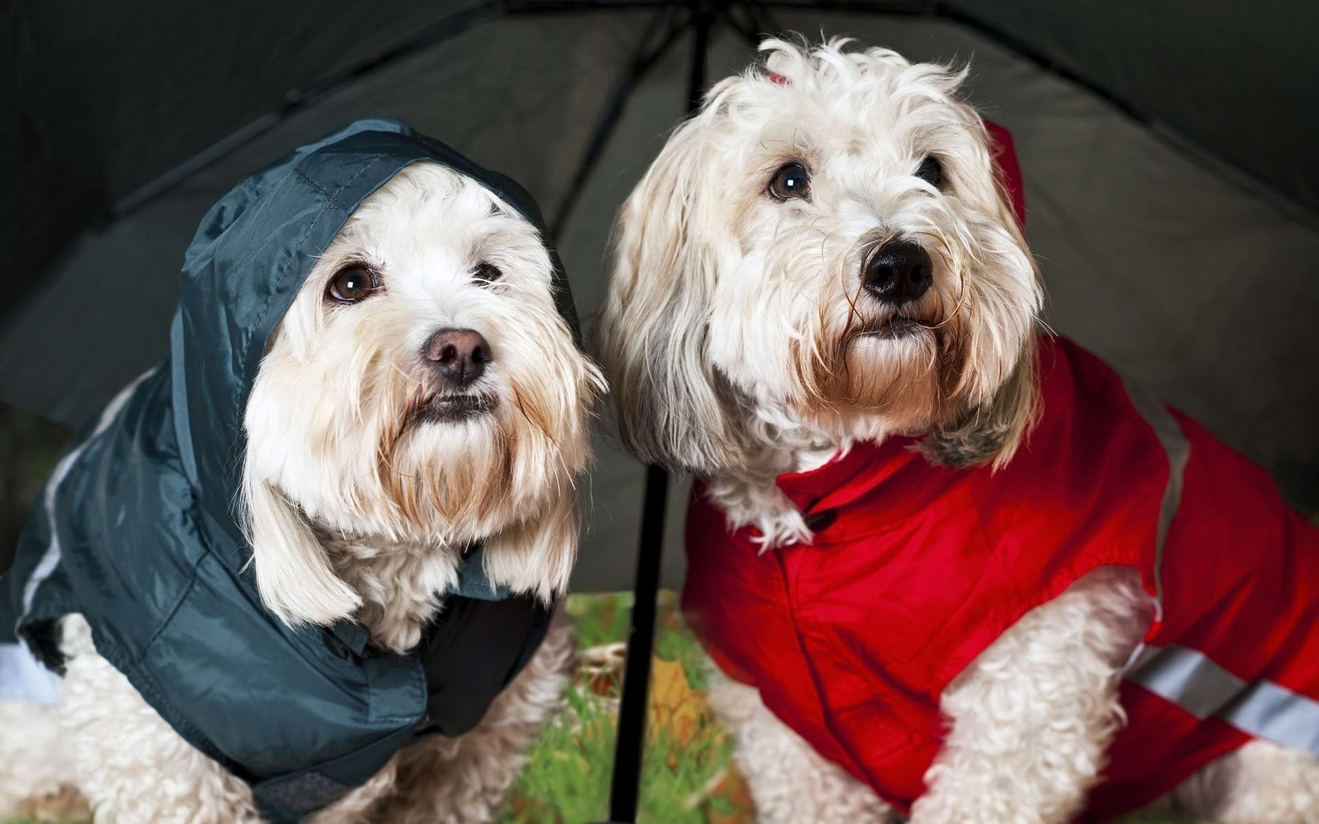 lapdogs umbrella the rain