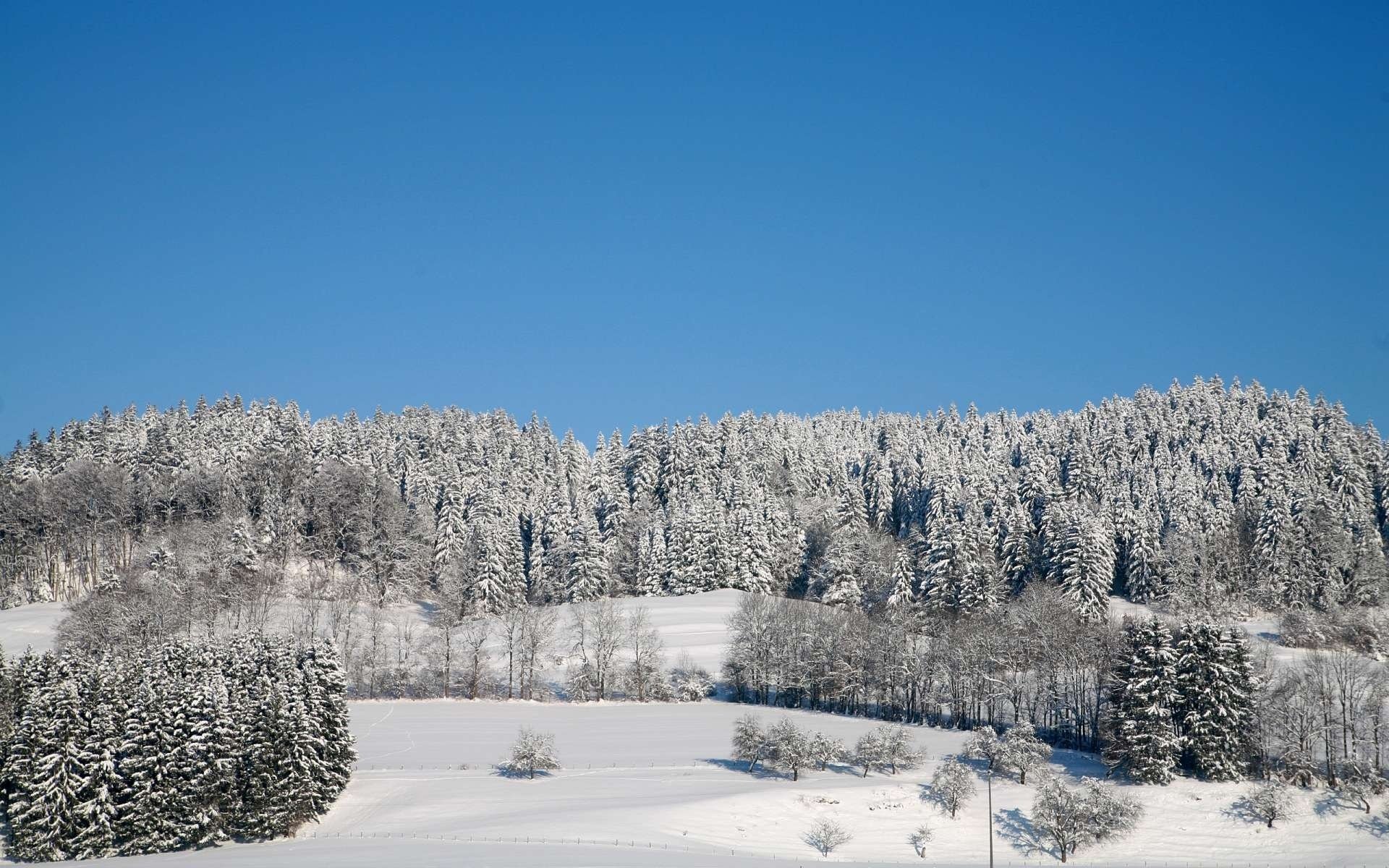 foresta inverno alberi