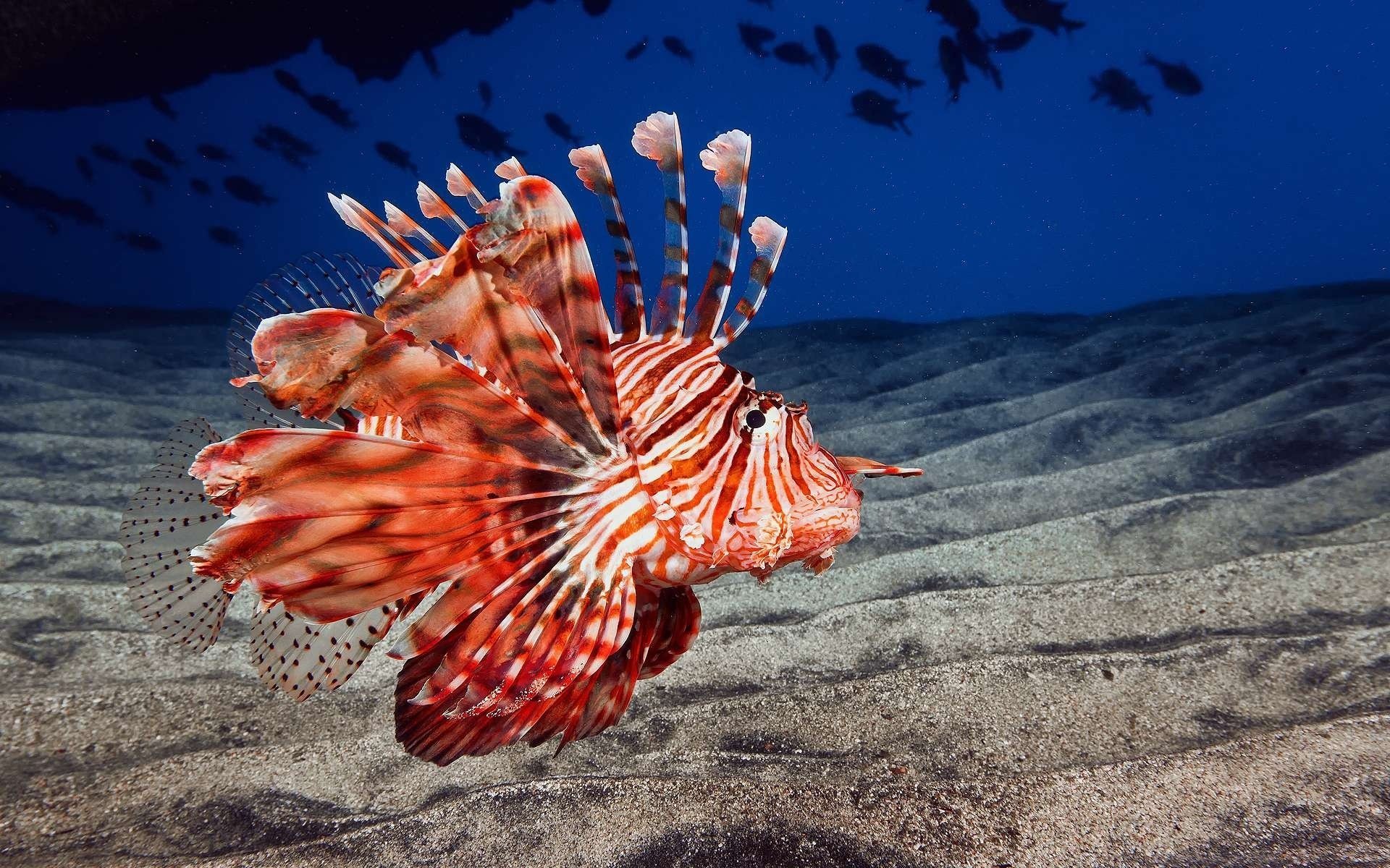 ryba lionfish lionfish