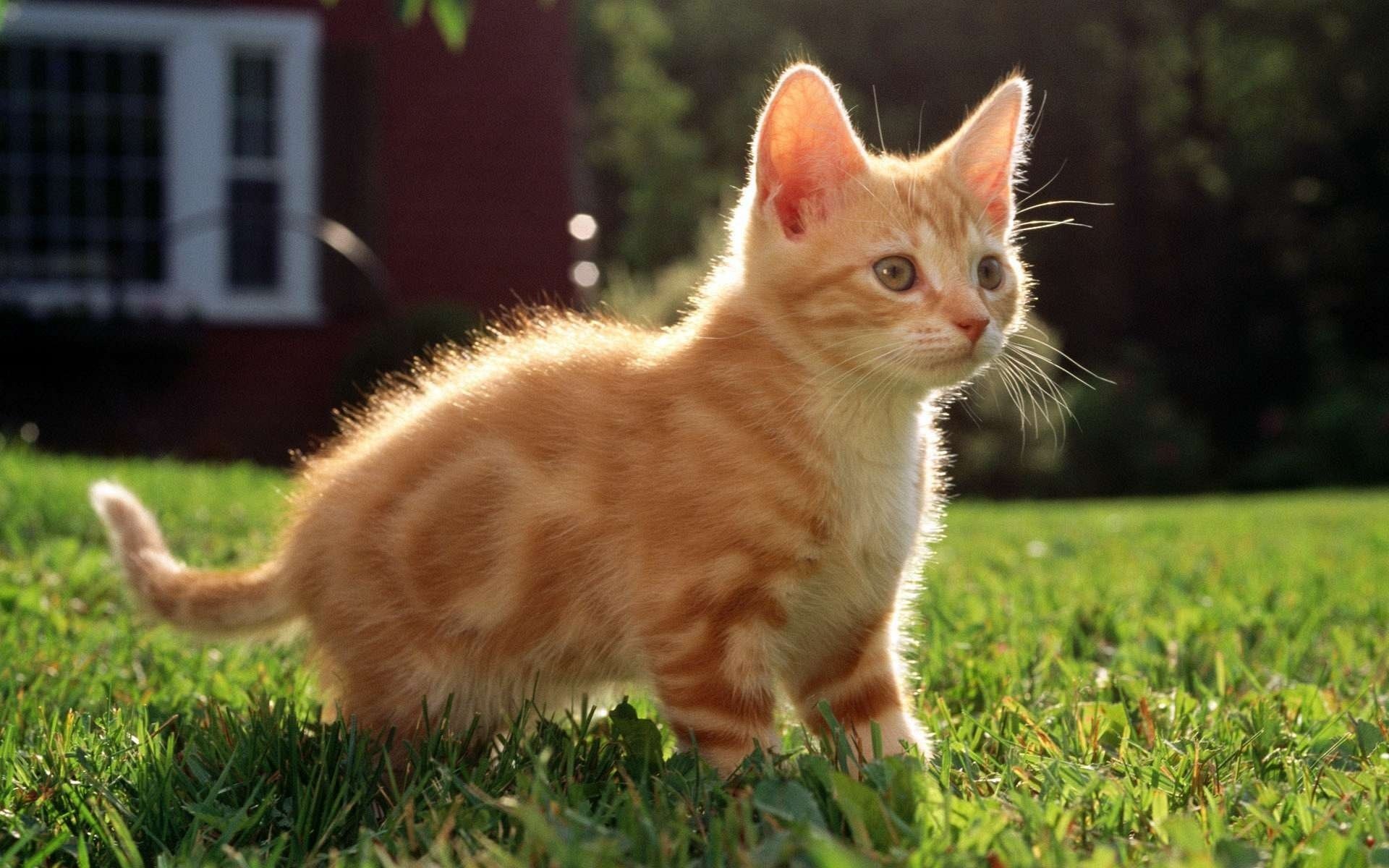 gatito rojo hierba