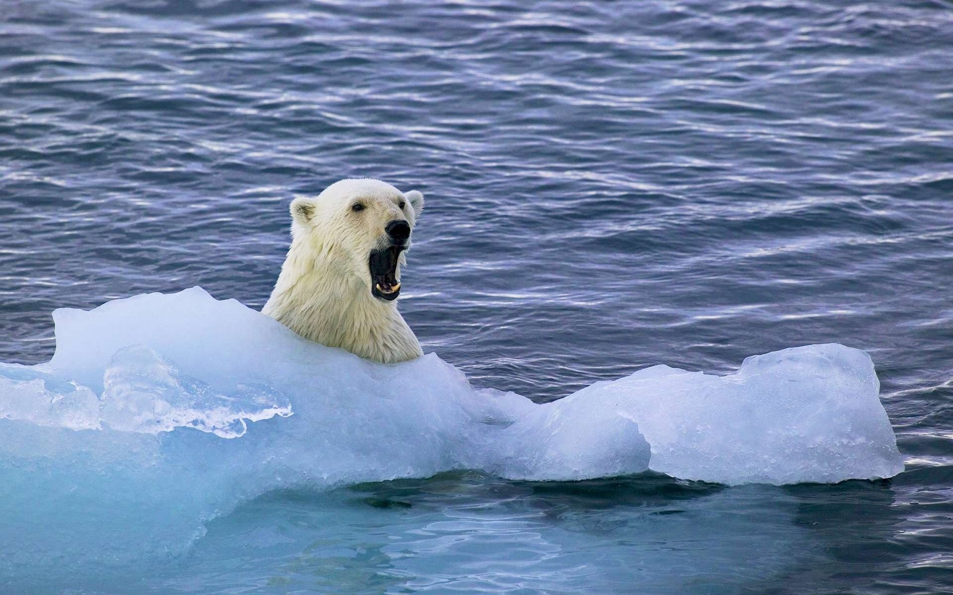 eisscholle bär weiß arktis