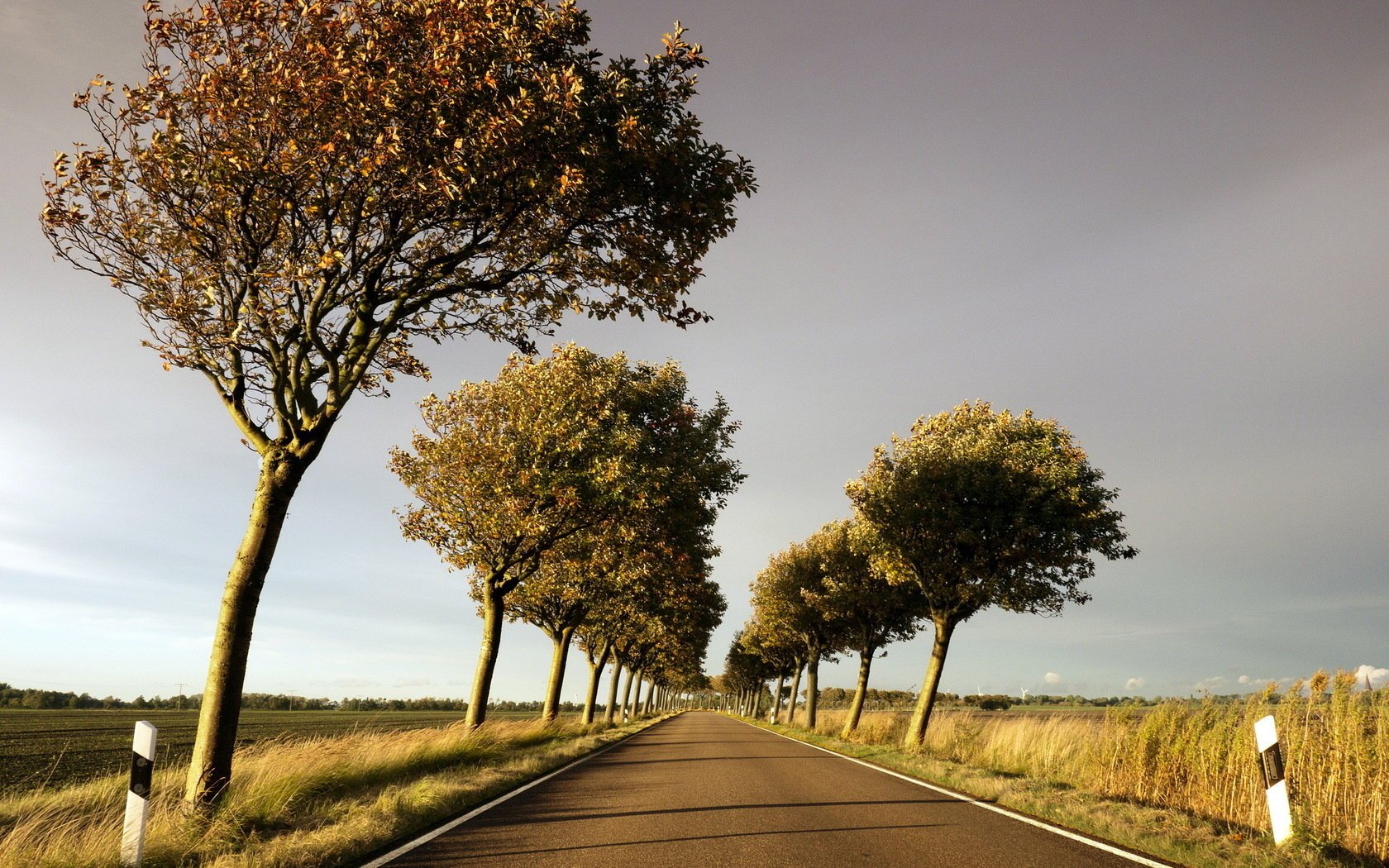 trees road landscape