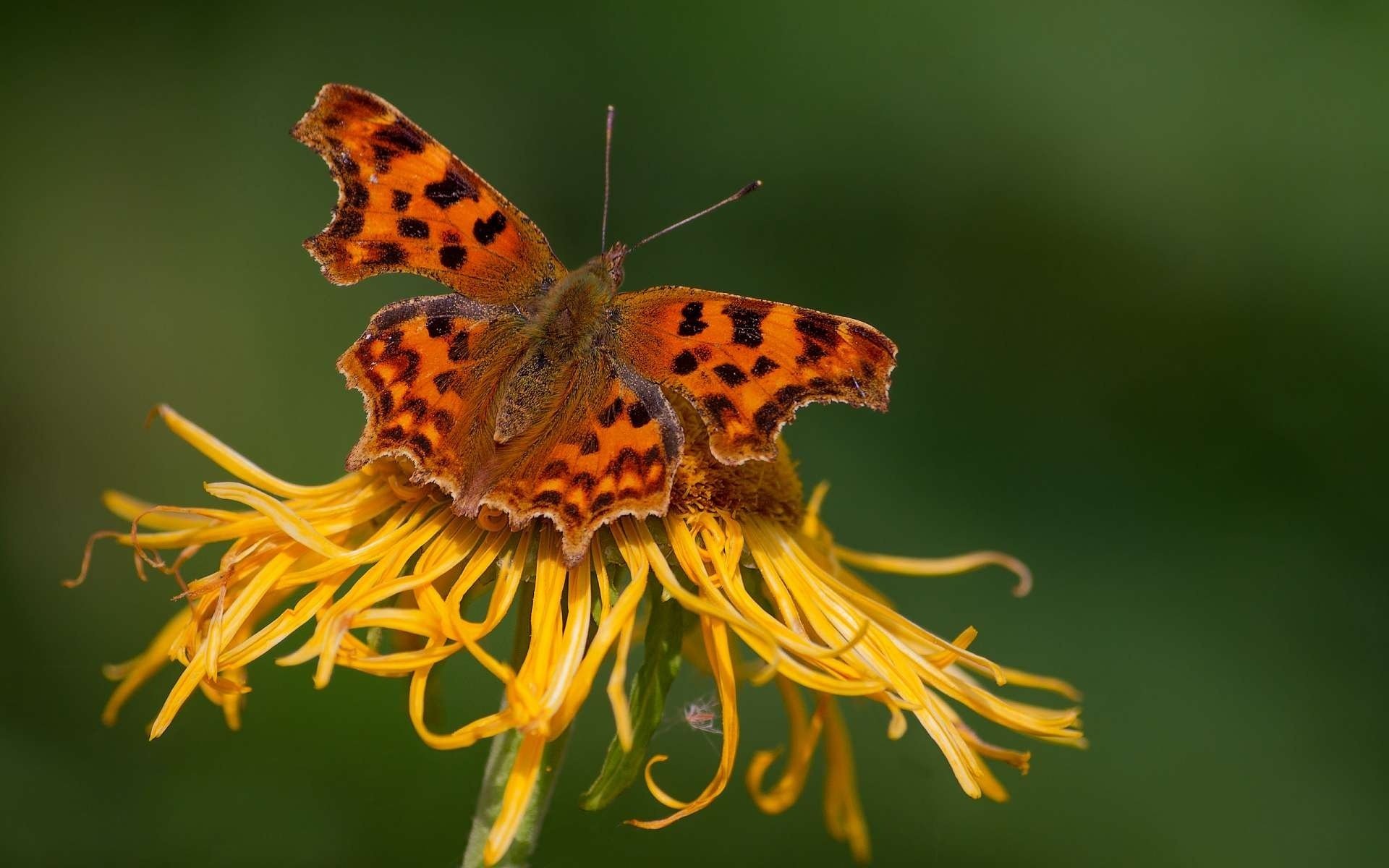 insectos mariposa flor