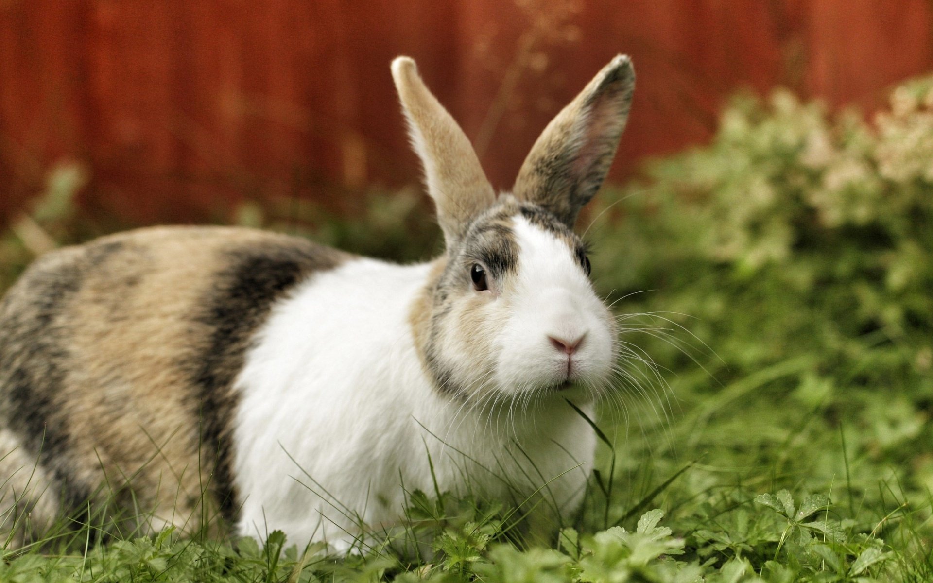 kaninchen hase ohren