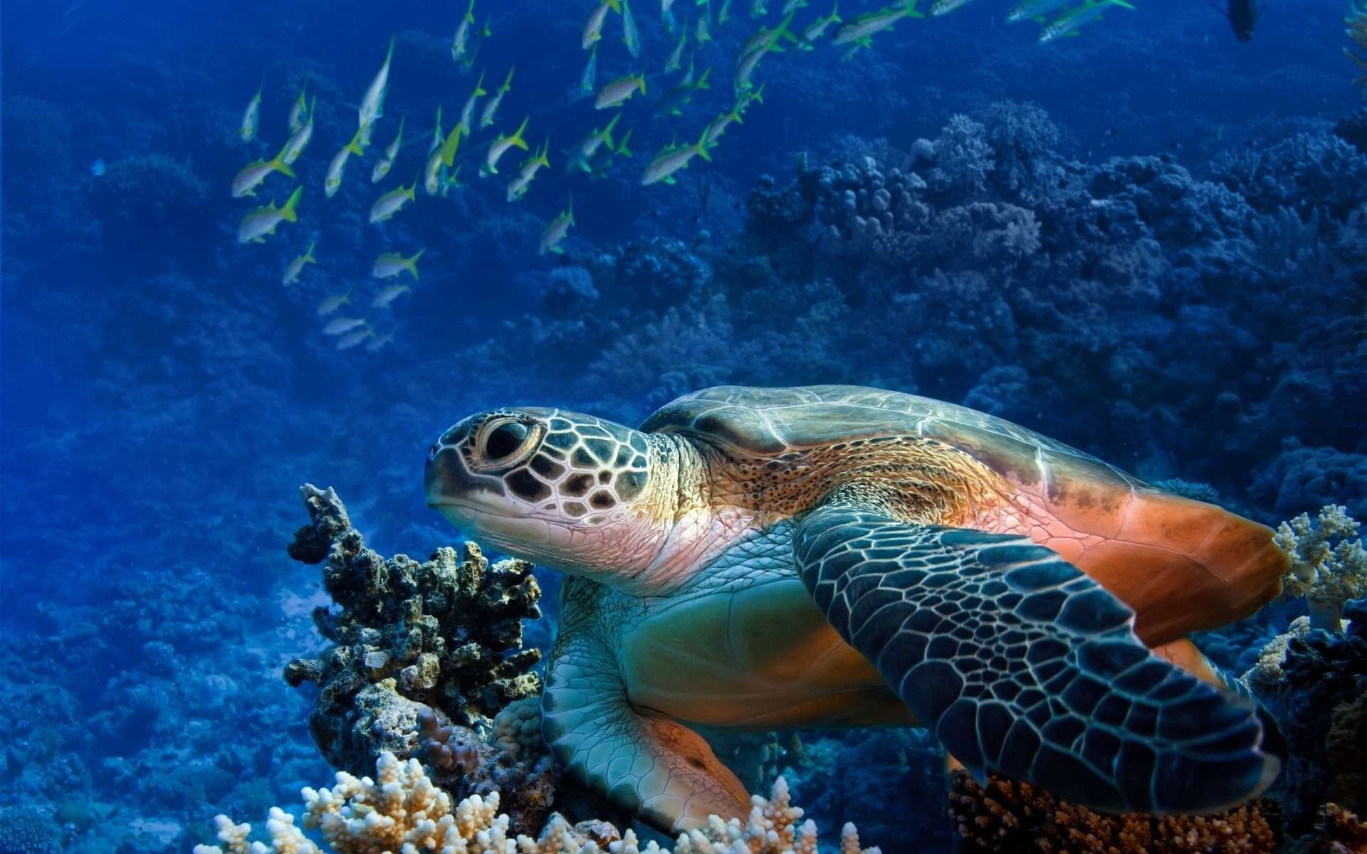 récif monde sous-marin tortue poissons