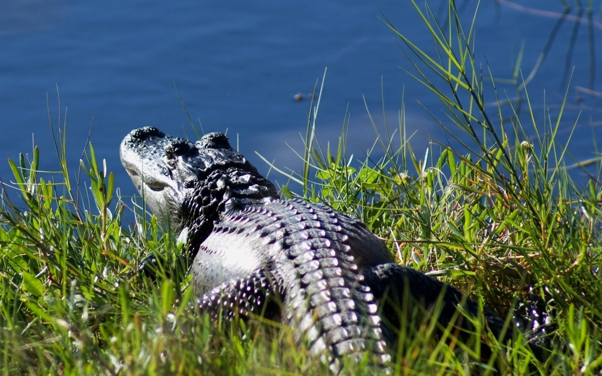 crocodile grass water