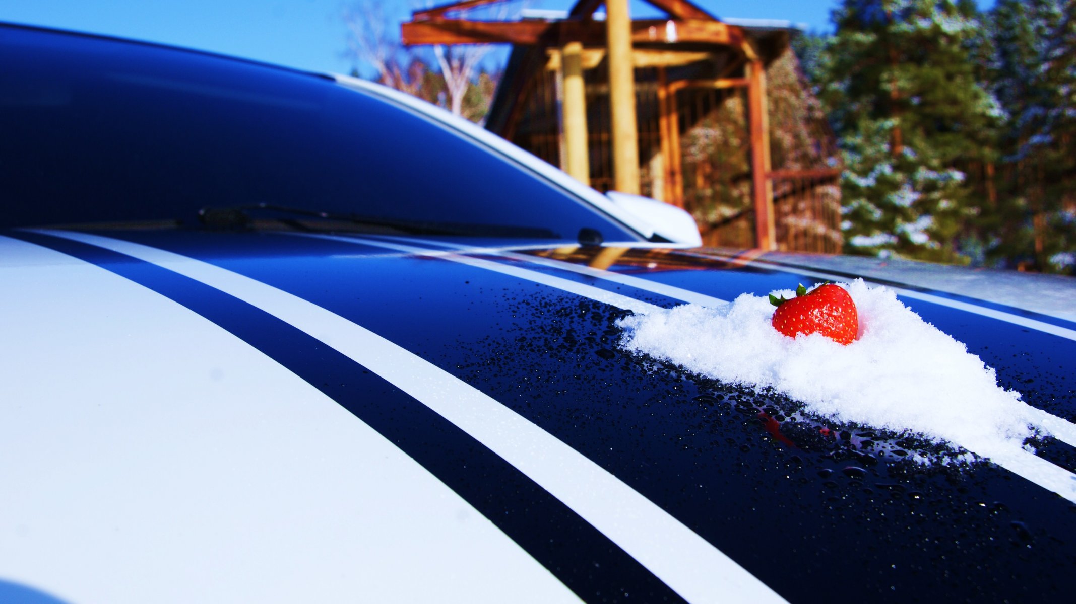 campana fresa nieve macro