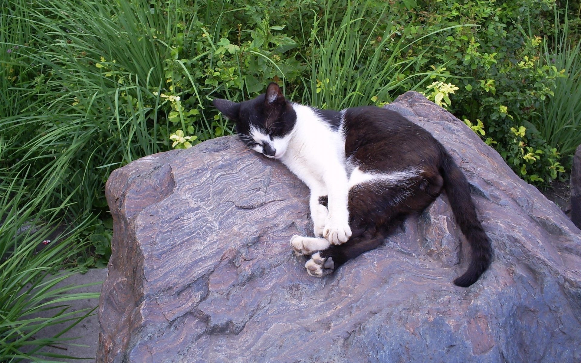 cat black and white stone