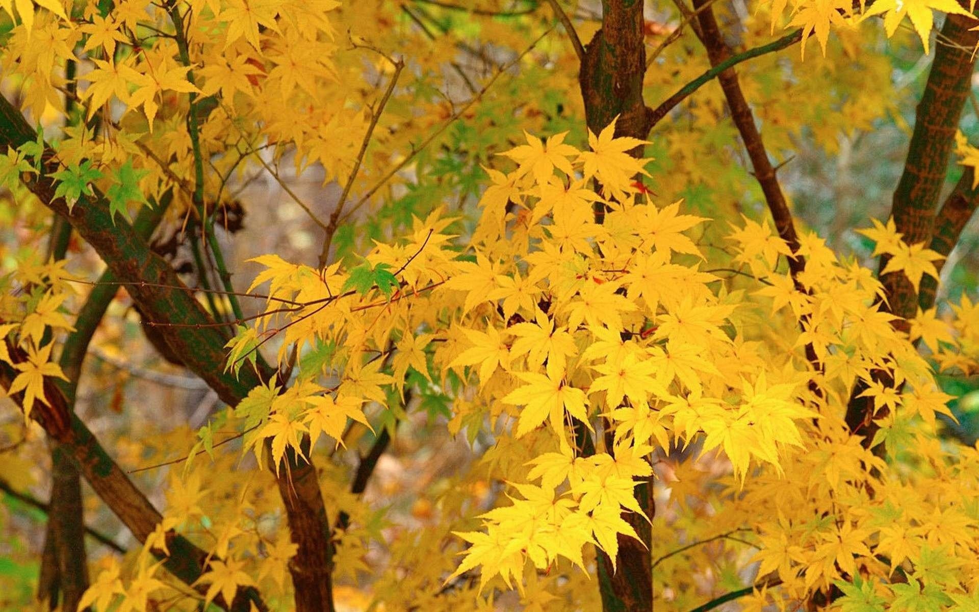 leaves maple autumn