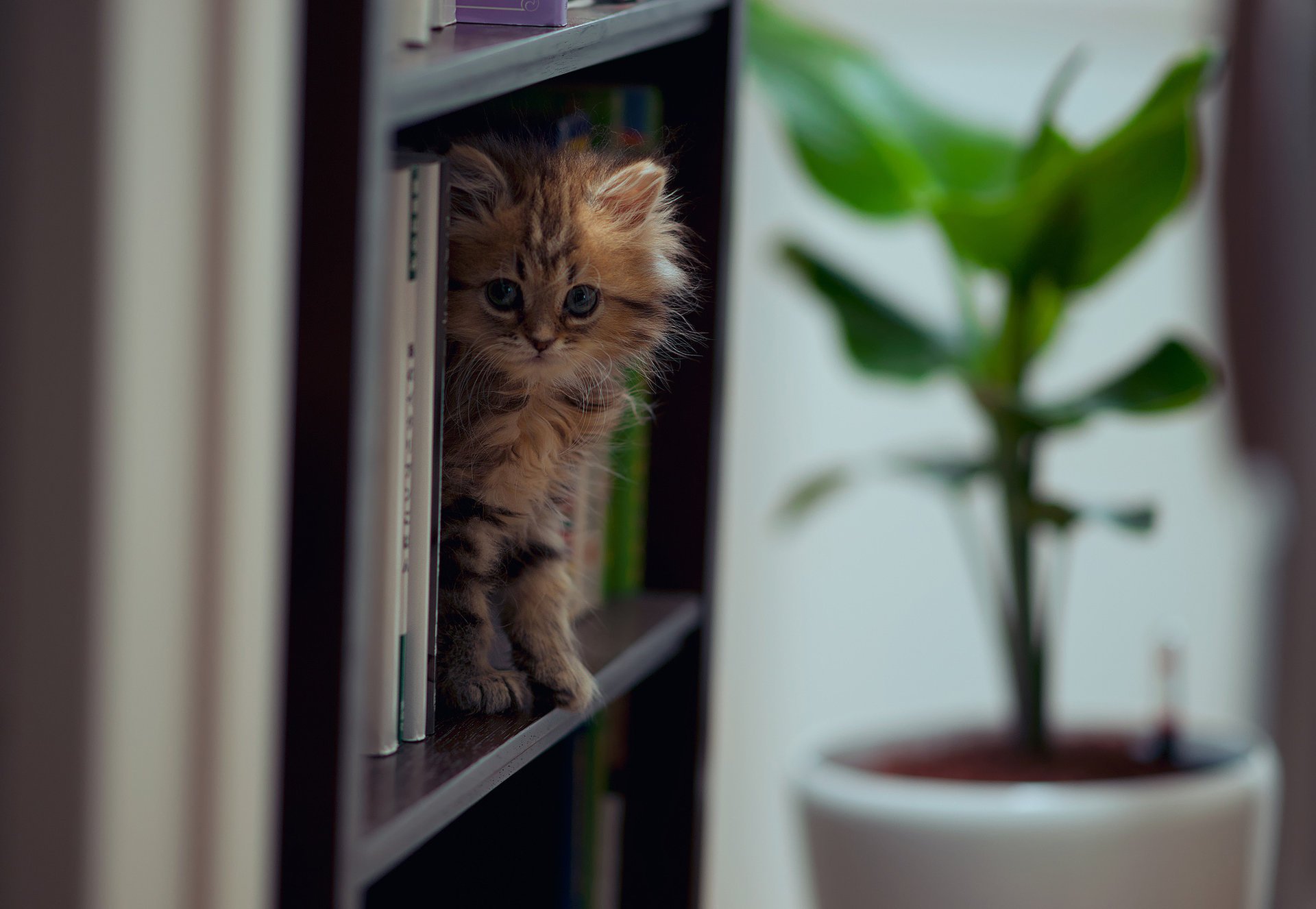 y ben torode kot daisy książki c ben torode