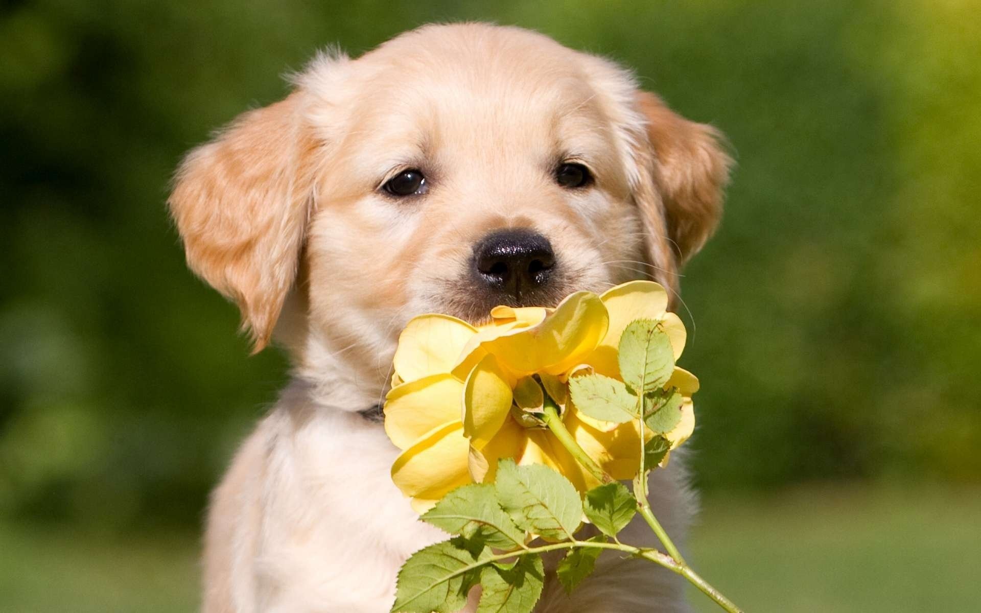 chiot retriever rose cadeau