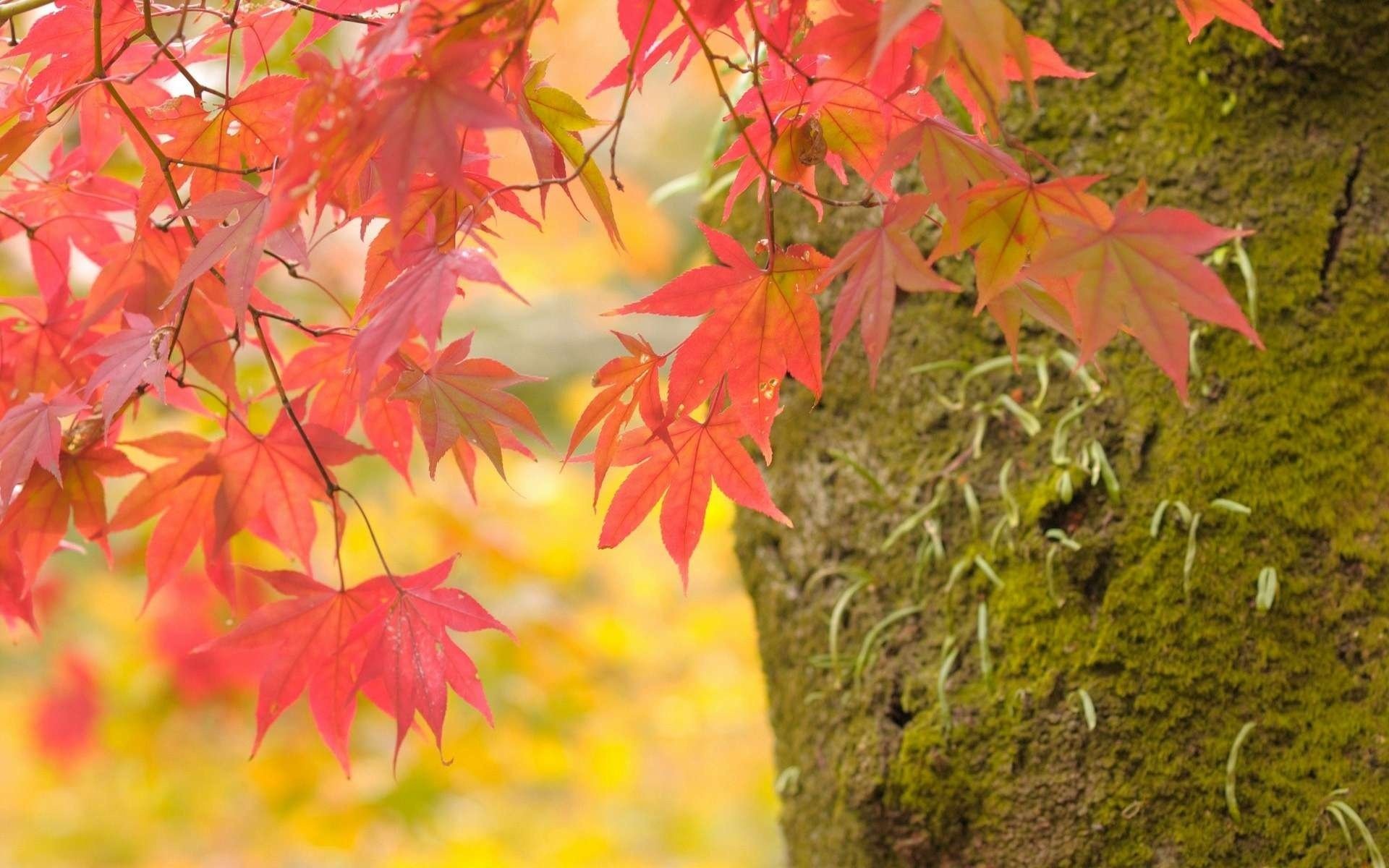 árbol arce ramas otoño