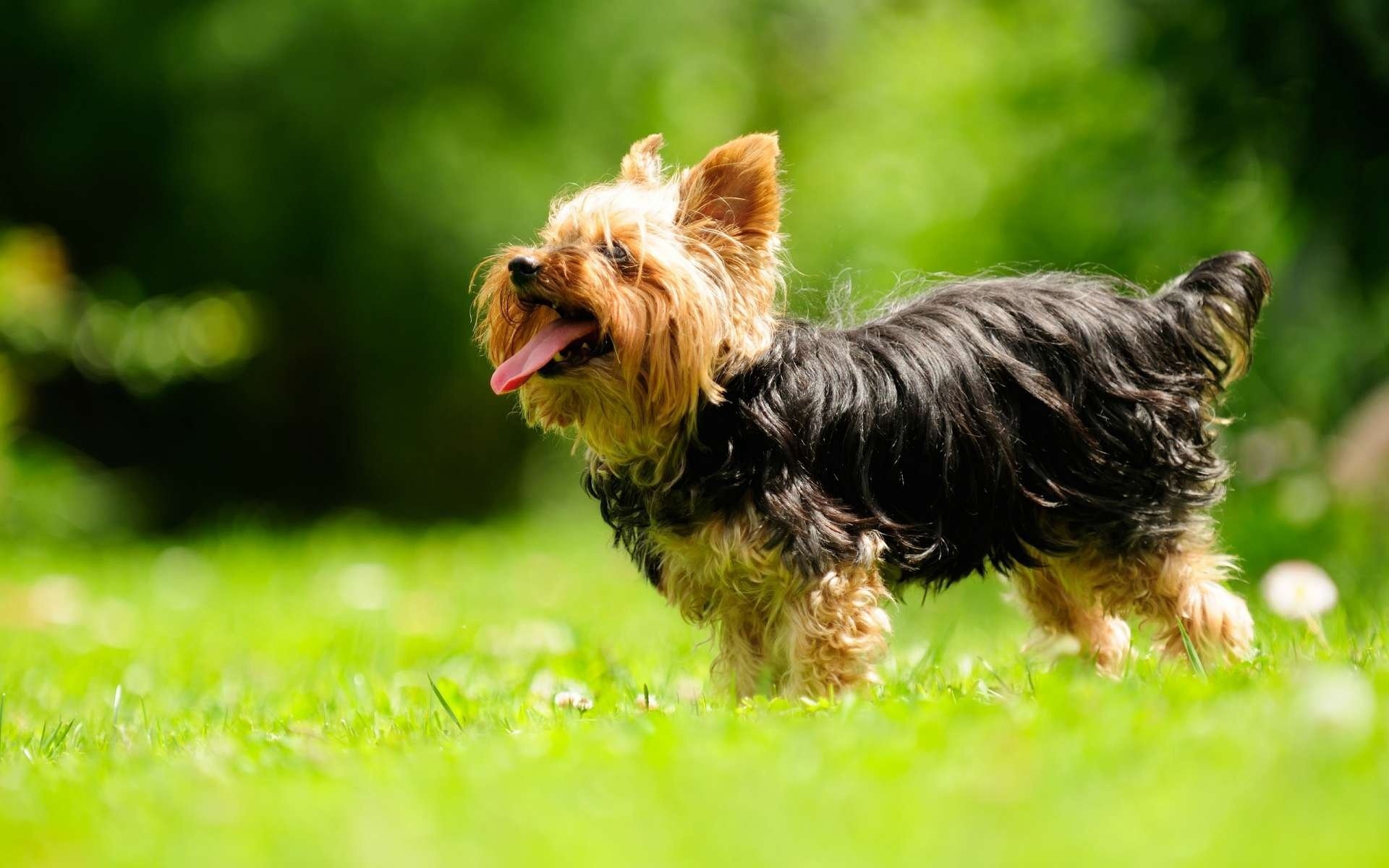 yorkshireterrier breed green