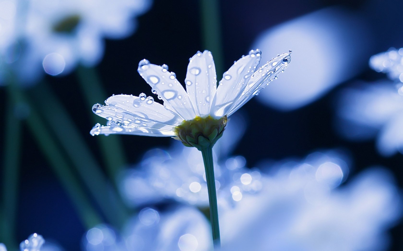 fleurs gros plan eau camomille gouttes