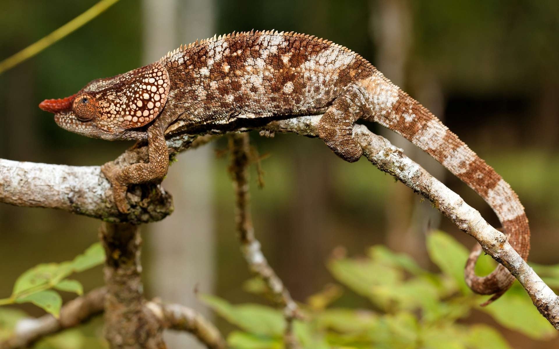 lagarto camaleón