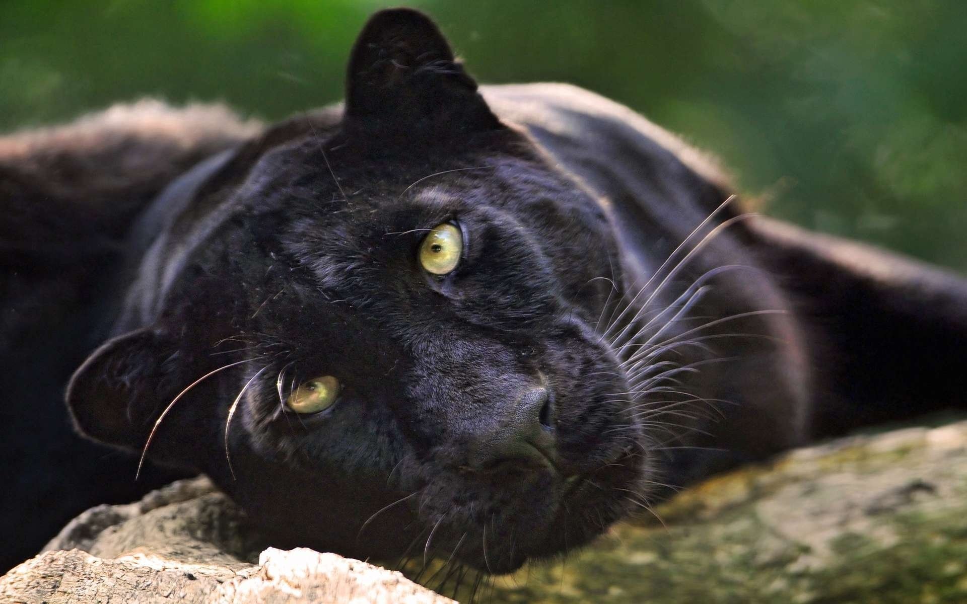 panther black jaguar big cat