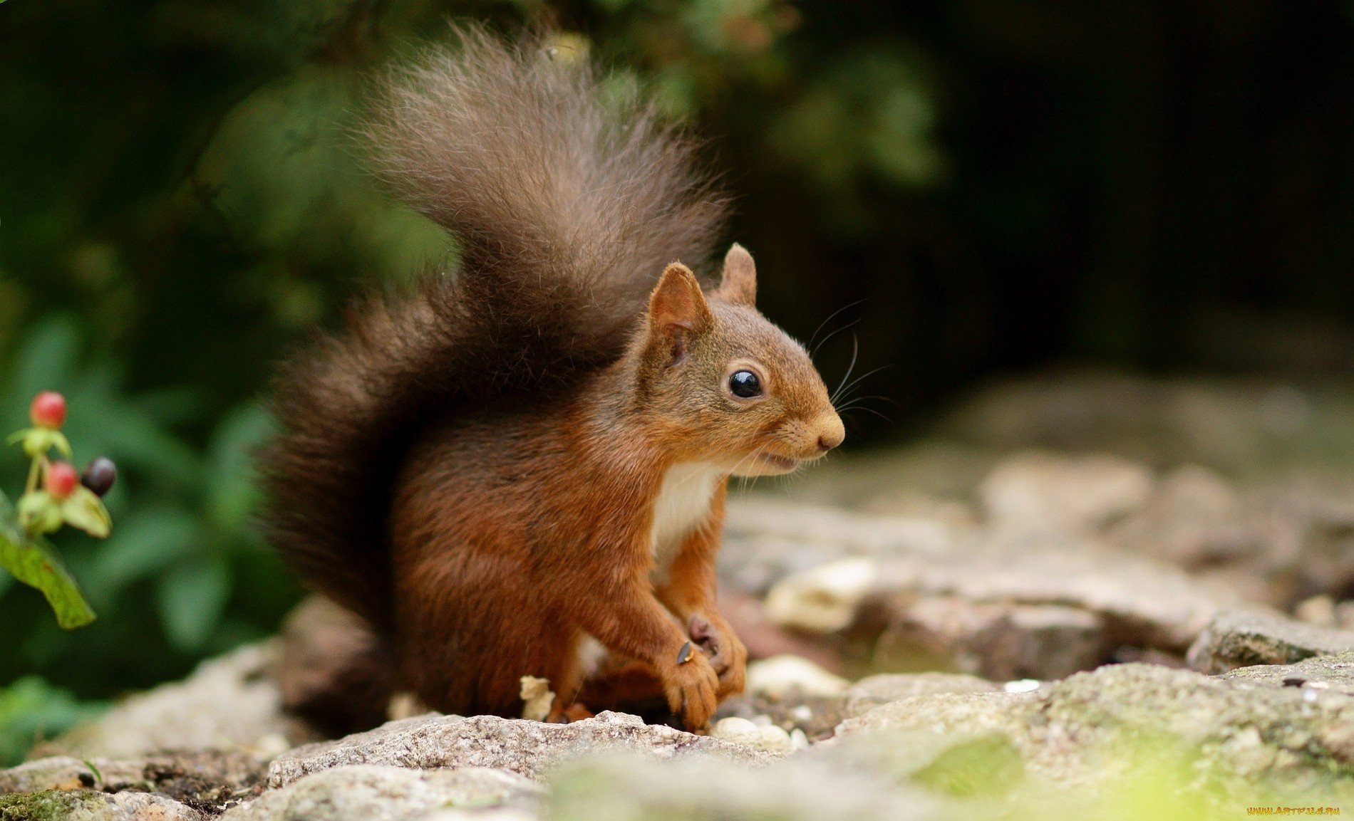 eichhörnchen ohren schwanz wald