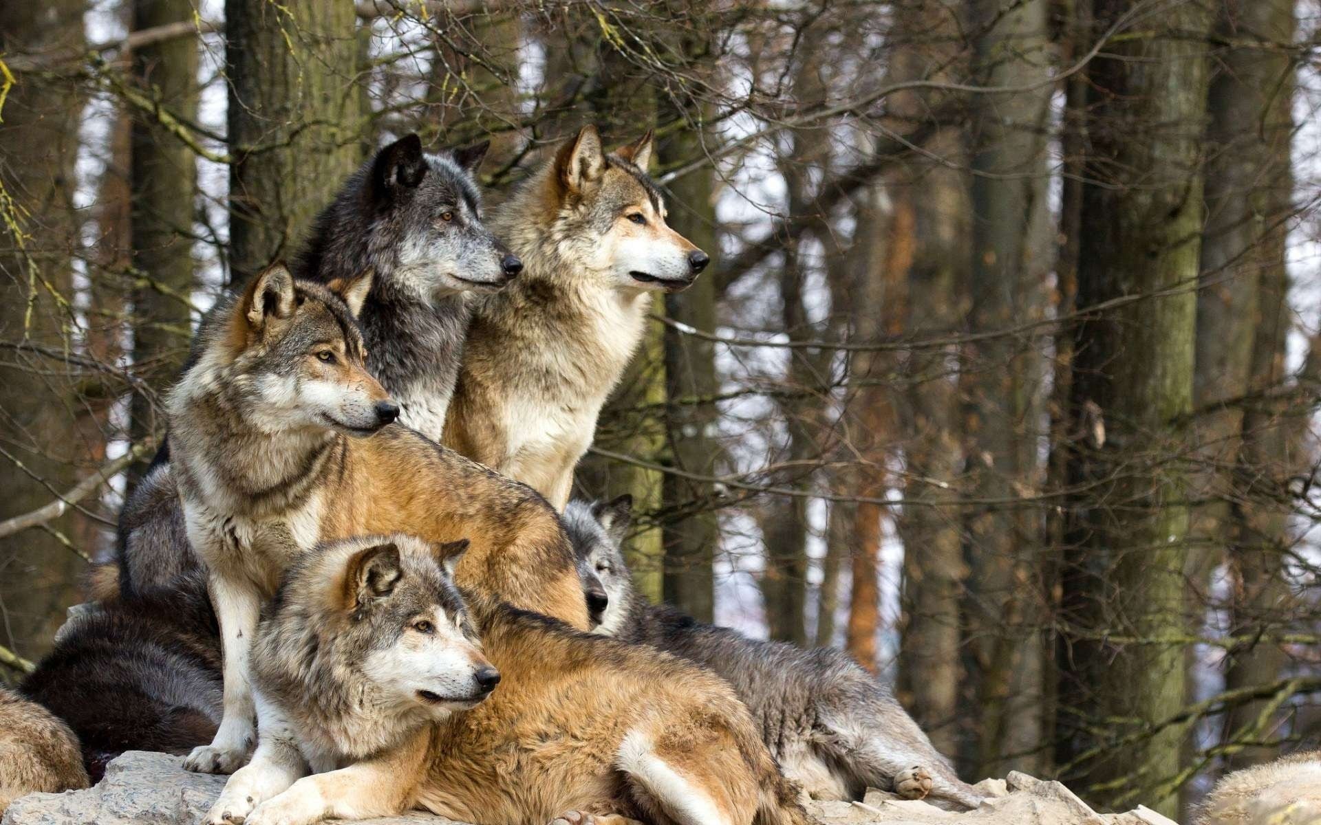 wolves pack predator