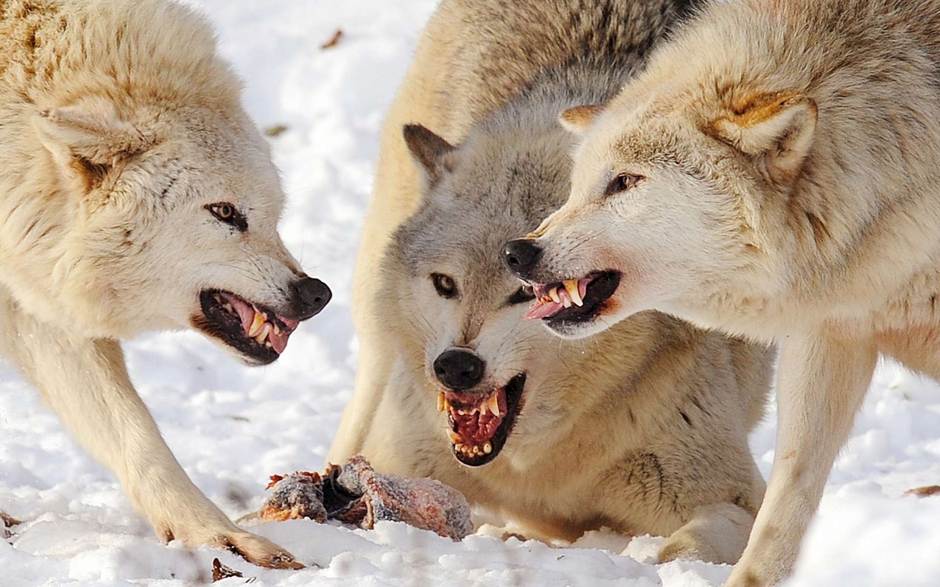 wolves pack mining fight predator