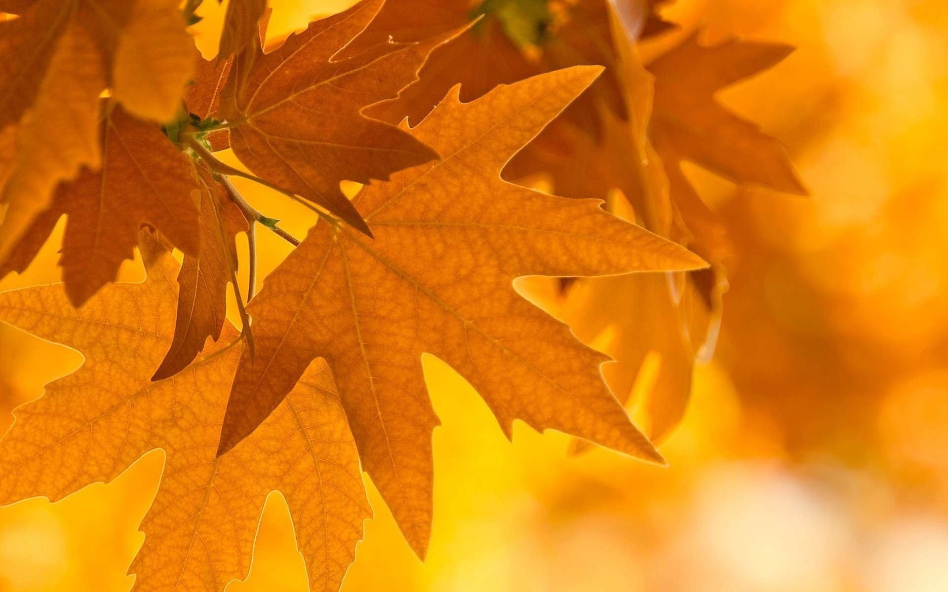 érable feuilles gros plan